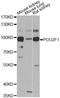 POU Class 2 Homeobox 1 antibody, LS-C748573, Lifespan Biosciences, Western Blot image 