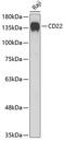 CD22 Molecule antibody, GTX33075, GeneTex, Western Blot image 