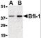 BCL2 Related Protein A1 antibody, orb87293, Biorbyt, Western Blot image 