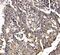 Par-3 Family Cell Polarity Regulator antibody, A01897-2, Boster Biological Technology, Immunohistochemistry paraffin image 