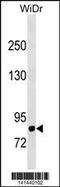 Dipeptidyl Peptidase 4 antibody, 60-737, ProSci, Western Blot image 