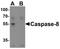 Caspase 8 antibody, A00042, Boster Biological Technology, Western Blot image 