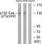 p130cas antibody, PA5-38378, Invitrogen Antibodies, Western Blot image 