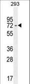 Interferon regulatory factor 2-binding protein 2 antibody, LS-C165099, Lifespan Biosciences, Western Blot image 