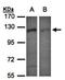 Exportin 7 antibody, orb73596, Biorbyt, Western Blot image 