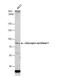 Glycogen Synthase 1 antibody, NBP2-16690, Novus Biologicals, Western Blot image 