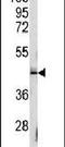 Signaling Lymphocytic Activation Molecule Family Member 1 antibody, PA5-12492, Invitrogen Antibodies, Western Blot image 