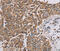 Pleckstrin Homology And RhoGEF Domain Containing G6 antibody, MBS2520109, MyBioSource, Immunohistochemistry frozen image 