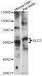 Kinesin light chain 3 antibody, LS-C749345, Lifespan Biosciences, Western Blot image 