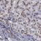 Golgi Integral Membrane Protein 4 antibody, PA5-51699, Invitrogen Antibodies, Immunohistochemistry paraffin image 