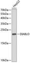 Diablo IAP-Binding Mitochondrial Protein antibody, 13-302, ProSci, Western Blot image 