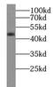 Secernin 1 antibody, FNab07657, FineTest, Western Blot image 