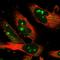 Exocyst Complex Component 4 antibody, NBP1-89597, Novus Biologicals, Immunofluorescence image 