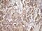 Methylmalonyl-CoA Epimerase antibody, MA5-27015, Invitrogen Antibodies, Immunohistochemistry paraffin image 