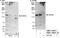 DExH-Box Helicase 30 antibody, NBP1-26604, Novus Biologicals, Western Blot image 