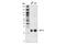 Activating Transcription Factor 3 antibody, 33593S, Cell Signaling Technology, Western Blot image 