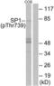 Sp1 Transcription Factor antibody, LS-C117476, Lifespan Biosciences, Western Blot image 