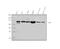 Poly(ADP-Ribose) Polymerase 1 antibody, M00122-5, Boster Biological Technology, Western Blot image 