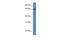 Interferon Regulatory Factor 2 Binding Protein 1 antibody, PA5-70094, Invitrogen Antibodies, Western Blot image 