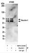 Staufen Double-Stranded RNA Binding Protein 1 antibody, NBP2-22308, Novus Biologicals, Immunoprecipitation image 