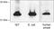 Aralkylamine N-Acetyltransferase antibody, PA1-16522, Invitrogen Antibodies, Western Blot image 