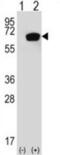 Heat shock 70 kDa protein 1A/1B antibody, abx033485, Abbexa, Western Blot image 