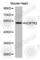 Hypocretin Receptor 2 antibody, A3057, ABclonal Technology, Western Blot image 