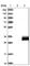 Transmembrane P24 Trafficking Protein 6 antibody, HPA012532, Atlas Antibodies, Western Blot image 