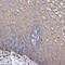 Transmembrane protease serine 2 antibody, 24-034, ProSci, Immunohistochemistry frozen image 