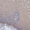 Transmembrane Serine Protease 2 antibody, 24-034, ProSci, Immunohistochemistry frozen image 