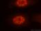 Nuclear Autoantigenic Sperm Protein antibody, 11323-1-AP, Proteintech Group, Immunofluorescence image 