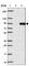 Suv3 Like RNA Helicase antibody, HPA038380, Atlas Antibodies, Western Blot image 