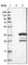 Metabolism Of Cobalamin Associated C antibody, HPA027399, Atlas Antibodies, Western Blot image 