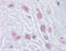 BUB1 Mitotic Checkpoint Serine/Threonine Kinase B antibody, 51-431, ProSci, Immunohistochemistry frozen image 
