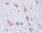 Mad3l antibody, 51-431, ProSci, Immunohistochemistry frozen image 