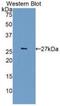 Cyclin Dependent Kinase 5 antibody, MBS2025760, MyBioSource, Western Blot image 