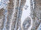 Minichromosome Maintenance Complex Component 6 antibody, CSB-PA178919, Cusabio, Immunohistochemistry frozen image 