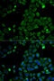 Macrophage Scavenger Receptor 1 antibody, 18-388, ProSci, Immunofluorescence image 