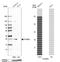 Syntaxin Binding Protein 6 antibody, NBP1-90175, Novus Biologicals, Western Blot image 
