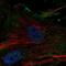 ELN antibody, NBP2-33805, Novus Biologicals, Immunofluorescence image 
