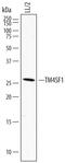 Transmembrane 4 L Six Family Member 1 antibody, AF7514, R&D Systems, Western Blot image 