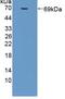 Milk Fat Globule-EGF Factor 8 Protein antibody, MBS2026400, MyBioSource, Western Blot image 