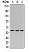 Cdc42 Guanine Nucleotide Exchange Factor 9 antibody, LS-C354539, Lifespan Biosciences, Western Blot image 