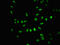 B-TFIID TATA-Box Binding Protein Associated Factor 1 antibody, LS-C671670, Lifespan Biosciences, Immunofluorescence image 