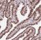 X-Ray Repair Cross Complementing 6 antibody, NBP2-38567, Novus Biologicals, Immunohistochemistry paraffin image 