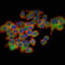 Eukaryotic Translation Initiation Factor 4E antibody, M00135-1, Boster Biological Technology, Immunofluorescence image 