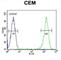 Reticulocalbin 3 antibody, abx032616, Abbexa, Western Blot image 