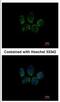 Tubulin Polyglutamylase Complex Subunit 2 antibody, NBP2-20687, Novus Biologicals, Immunofluorescence image 