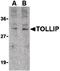 Toll Interacting Protein antibody, orb86805, Biorbyt, Western Blot image 