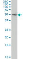 Indoleamine 2,3-Dioxygenase 1 antibody, LS-B4359, Lifespan Biosciences, Western Blot image 